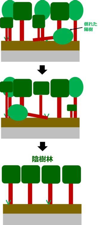 陰木|陰樹の特徴と陽樹の特徴 違いも解説 – 庭師の独り言